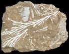 Ordovician Bryozoan (Pseudohornera) Plate - Estonia #47468-1